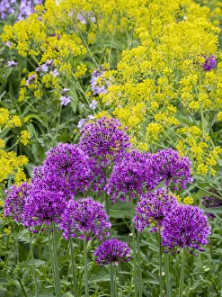 Allium Prints: Purple allium blooming amongst yellow flowering plants