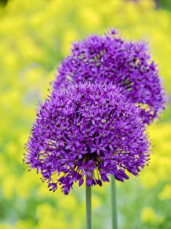 Images Dated 20th February 2019: Purple allium blooming amongst yellow flowering plants