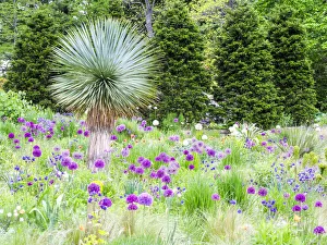 Allium Prints: Purple allium and other flowers blooming in a spring garden