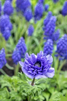 Images Dated 3rd September 2019: Purple anemone, USA