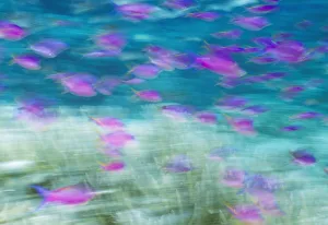 Australia Prints: Purple Anthias (Pseudanthias tukas), Great Barrier Reef, Australia