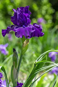 Purple bearded iris