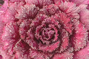 Images Dated 31st December 2011: Purple Cabbage, frosty morning, Mill Creek, WA, USA