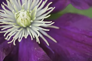 Clematis Prints: Purple clematis bloom