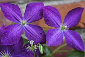 Purple clematis flowers