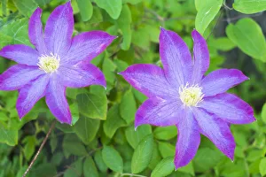 Images Dated 28th February 2022: Purple clematis flowers