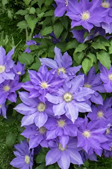 Climbing Prints: Purple Clematis, USA
