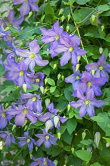 Purple Clematis, USA
