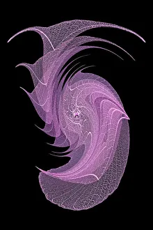 Prints of Purple colored skeleton leaves arranged on black background Images Dated 2022 June: Purple colored skeleton leaves arranged on black background