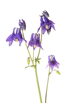 Marion County Prints: Purple Columbine (Aquilegia) on white background, Marion Co, IL