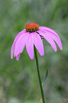 Single Prints: Purple cone flower, Echinacea