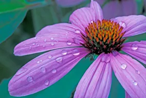 Water Drop Prints: Purple Cone flower with water drops