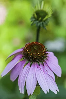 Purple coneflower
