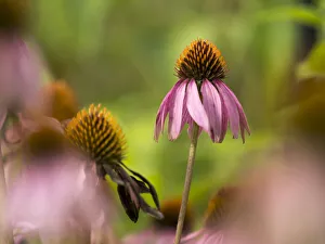 Purple coneflower, Day Preserve, Illinois