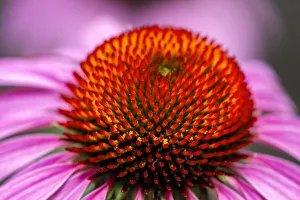 Images Dated 7th September 2019: Purple coneflower, USA