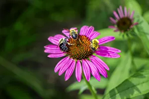 Purple Coneflower, USA