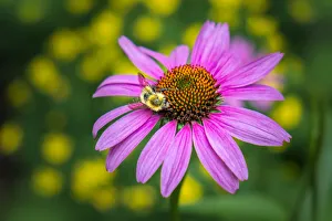 Purple Coneflower, USA