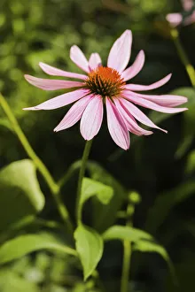 Echinacea Prints: Purple coneflowers