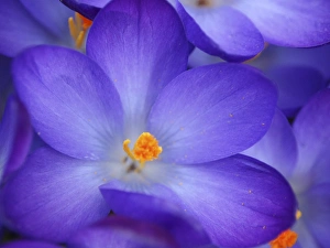 Images Dated 10th March 2012: Purple Crocus closeup