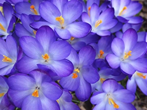 Crocus Prints: Purple Crocus closeup