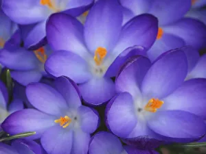 Crocus Prints: Purple Crocus Flowers