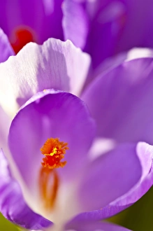 Crocus Prints: Purple crocus in a garden in Portsmouth, New Hampshire