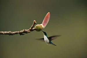 Humming Bird Prints: Purple-crowned Fairy (Heliothryx barroti)