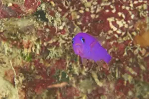 Purple Dottyback (Pseudochromis porphyreus) Banda Sea, Indonesia