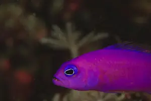Purple Dottyback (Pseudochromis porphyreus) Banda Sea, Indonesia