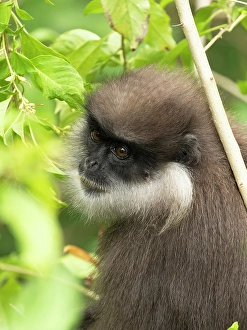 Prints of Purple-faced langur, aka purple-faced leaf monkey, Sri Lanka, South Asia Images Dated 2024 December: Purple-faced langur, aka purple-faced leaf monkey, Sri Lanka, South Asia