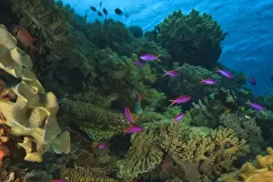 Sulawesi Prints: purple fairy basslets, Scuba Diving at Tukang Besi / Wakatobi Archipelago Marine Preserve