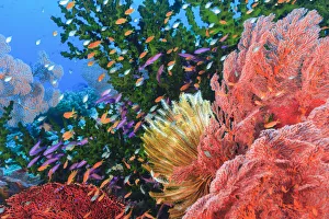 Viti Prints: Purple Fairy and Orange Anthias Basslets (Pseudanthias sp