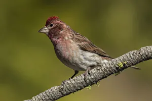 Purple finch