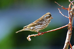 Purple finch. (Haemorhous purpureus)