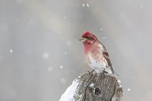 Fencepost Prints: Purple finch male on fence post in snow, Marion County, Illinois