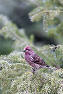 Fir Tree Prints: Purple finch male in fir tree in winter, Marion County, Illinois