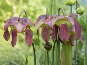 Pennsylvania Prints: The purple flowers of the Pitcher plant, Sarracenia, a carnivorous plant