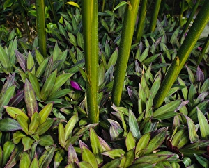 Mark Williford Prints: Purple fringe ground cover with stalks, Poipu, ffKauai, Hawaii