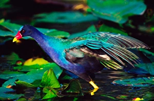 Images Dated 10th March 2006: Purple Gallinule (Porphyrula martinica) foraging. USA, Florida, Everglades National Park