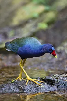 Purple gallinule (Porphyrula martinica) foraging
