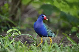 Wading Prints: Purple gallinule (Porphyrula martinica) foraging