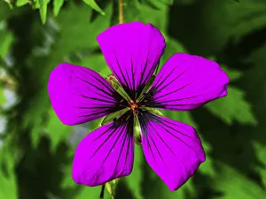 Geranium Prints: Purple geranium (cranesbills) macro