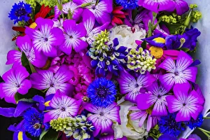 William Perry Prints: Purple geraniums, blue corn flower bouquet