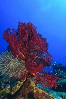 Images Dated 18th March 2004: Purple Gorgonian Sea Fan and attached crinoid, Raja Ampat region of Papua (formerly