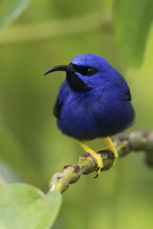 South American Prints: Purple Honeycreeper