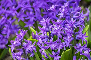 Images Dated 3rd September 2019: Purple hyacinth, USA