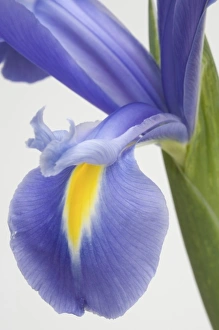 Images Dated 28th January 2006: Purple iris