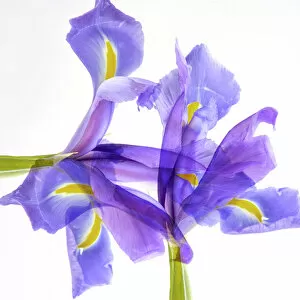 Abstract Collection: Purple iris abstract