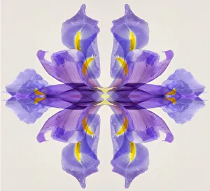 Images Dated 28th June 2021: Purple iris abstract