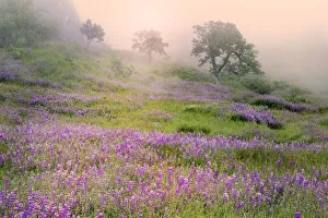 Purple Lupine flowers and tree in foggy sunrise, Bald Hills Road, California